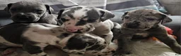 Great Dane dogs for sale: Blue Harlequin - Ad 1