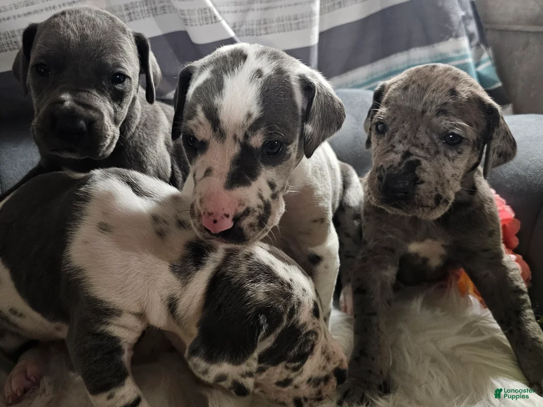 Great Dane dogs for sale: Blue Harlequin - Ad 1