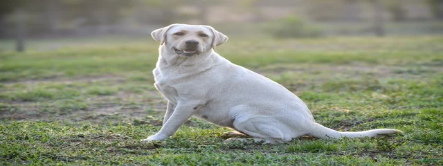 Biscuit