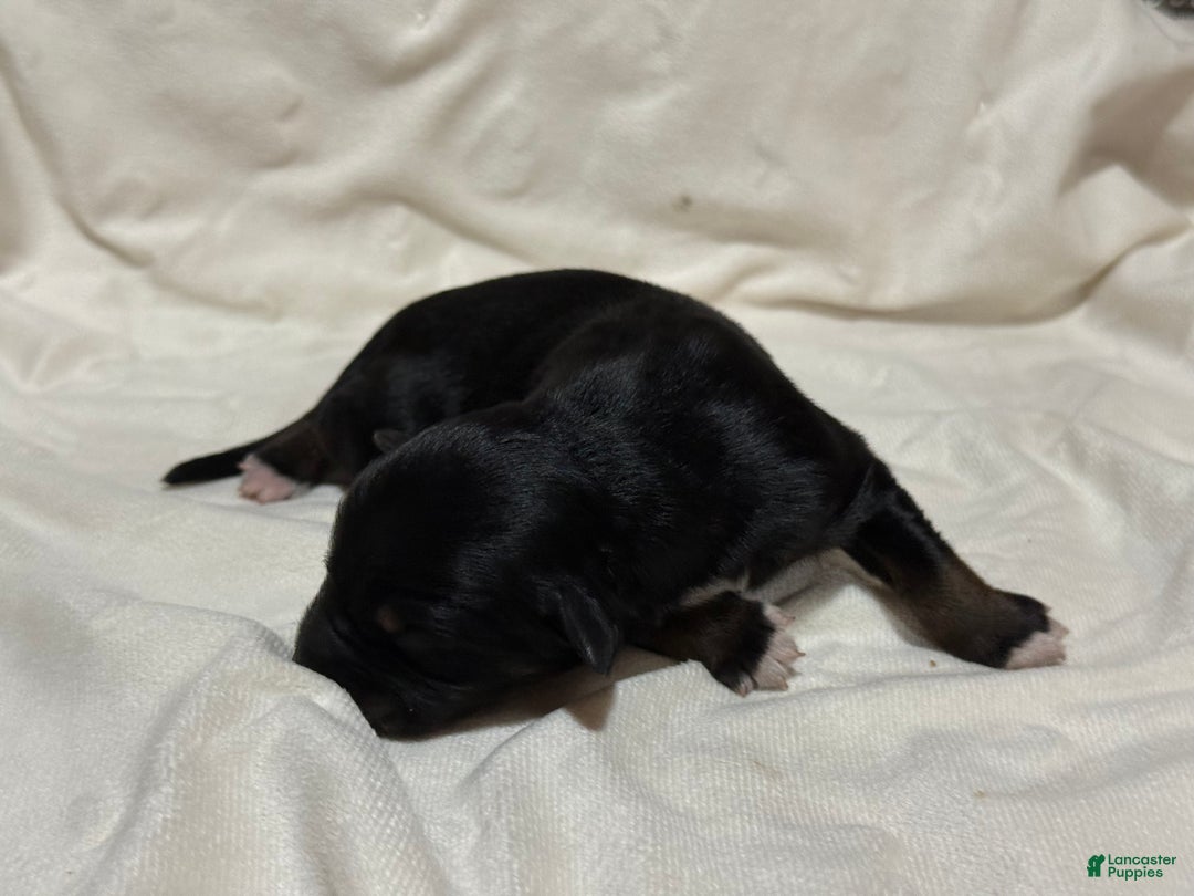 Australian Shepherd dogs for sale: Ash - Ad 1