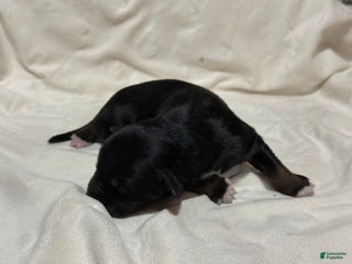 Australian Shepherd dogs Ash - Ad 25