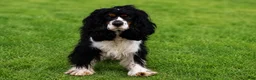 Cockapoo dogs for sale: Toffee  - Ad 9