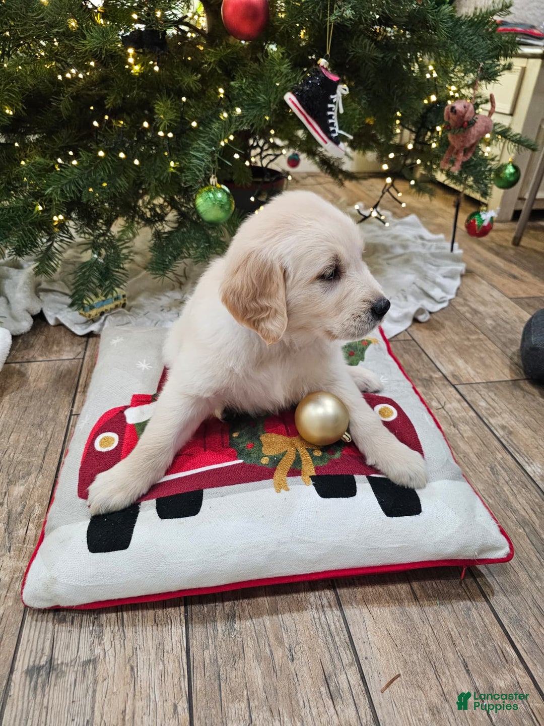 Golden Retriever dogs for sale: Golden Retriever Puppy 8 - Ad 4
