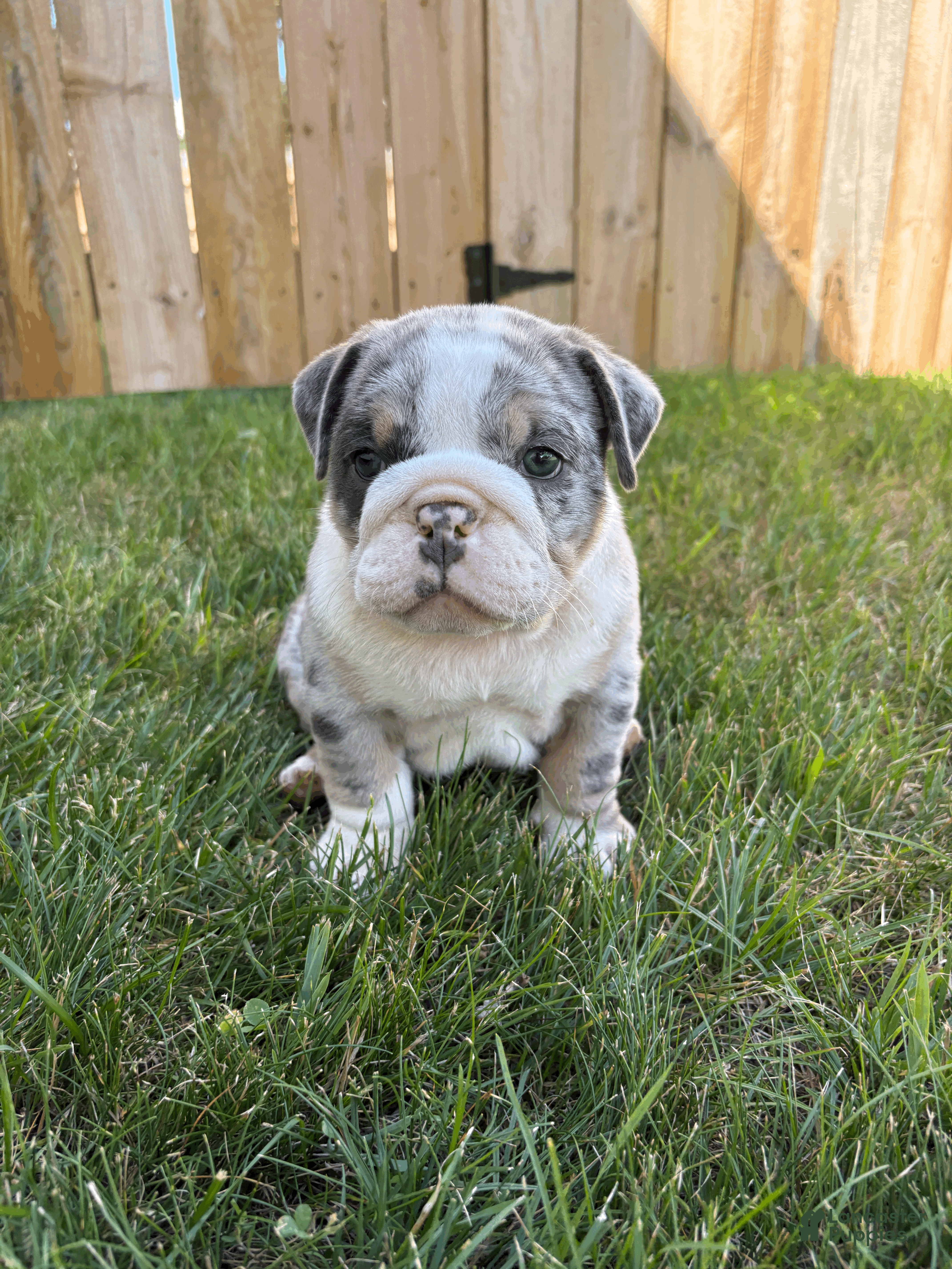 Mixed Breed dogs Max - Ad 2