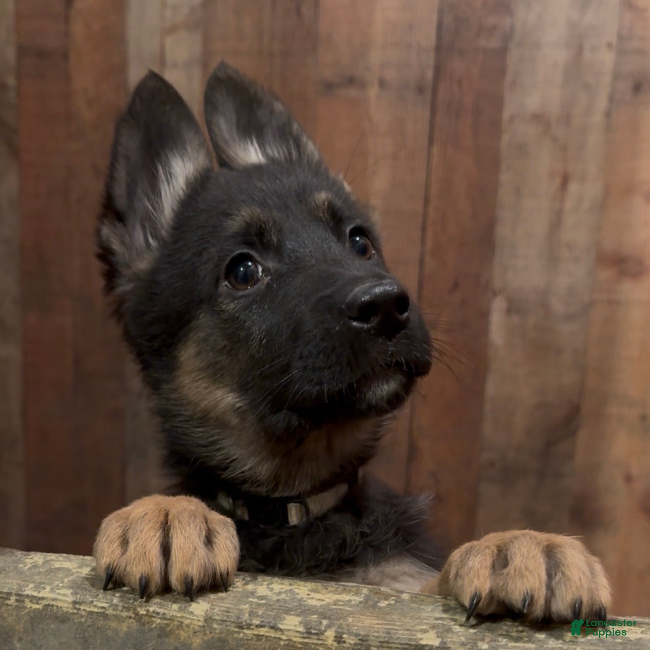 German Shepherd dogs SUPA - Ad 27