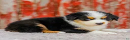 Australian Shepherd dogs for sale: Cassidy - Ad 6