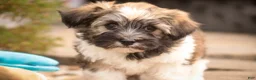 Havanese dogs for sale: Atlas Havanese  - Ad 8