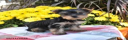 Yorkshire Terrier dogs for sale: Twyla - Ad 4