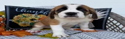Saint Bernard dogs for sale: Boomer - Ad 3