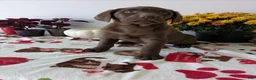 Labrador Retriever dogs for sale: Charlie - Ad 1