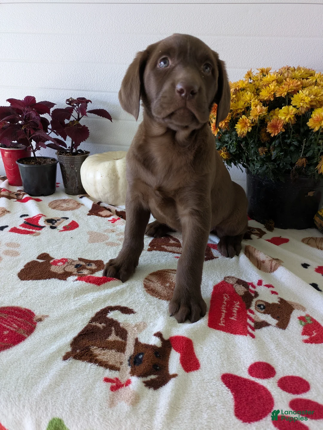 Labrador Retriever dogs for sale: Charlie - Ad 1
