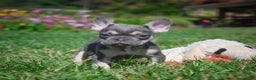 French Bulldog dogs for sale: Coco - Ad 2