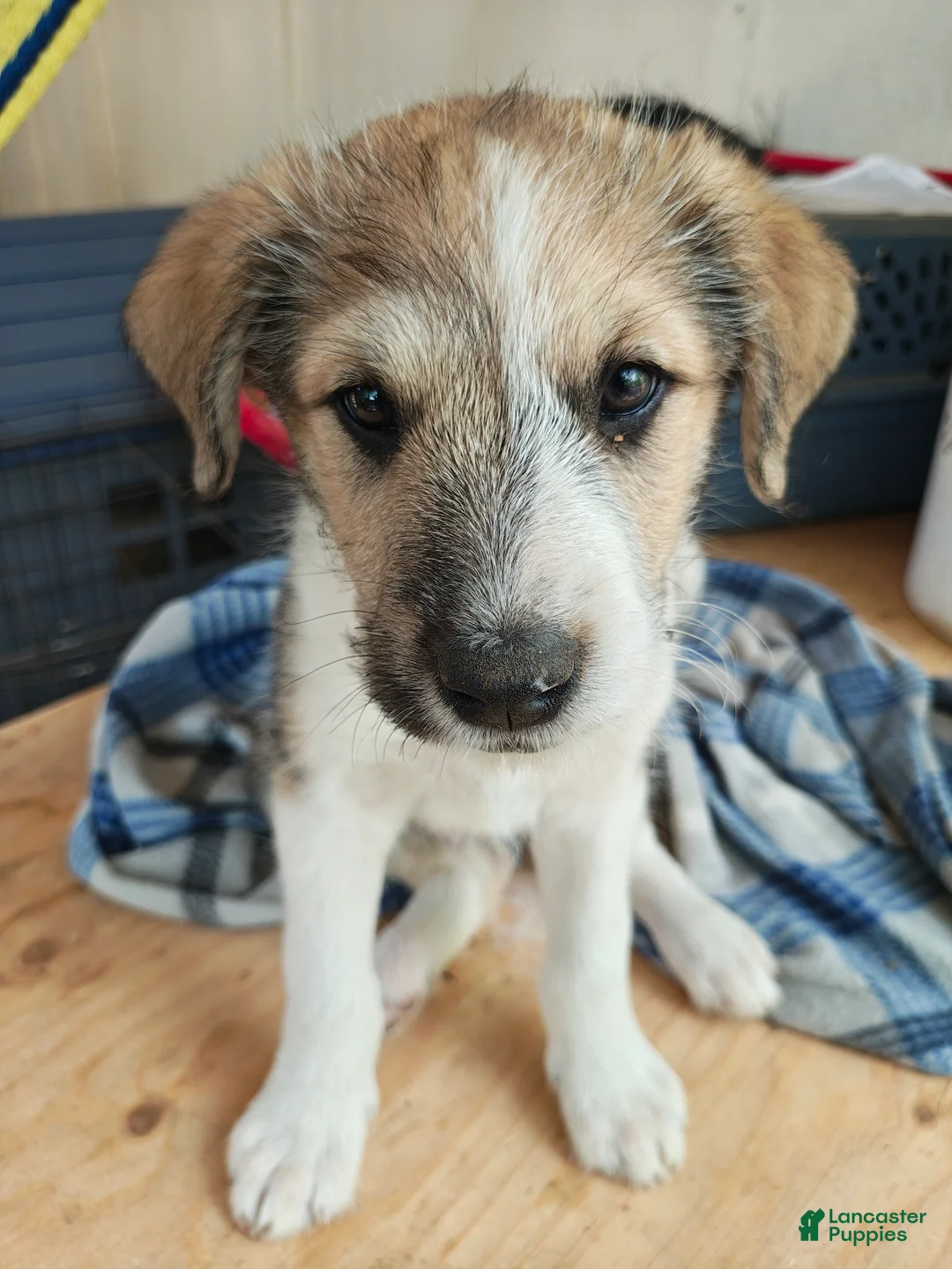 Mixed Breed dogs for sale: Bolt - Ad 2