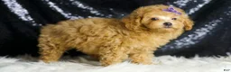 Toy Poodle dogs for sale: Pixie - Ad 4