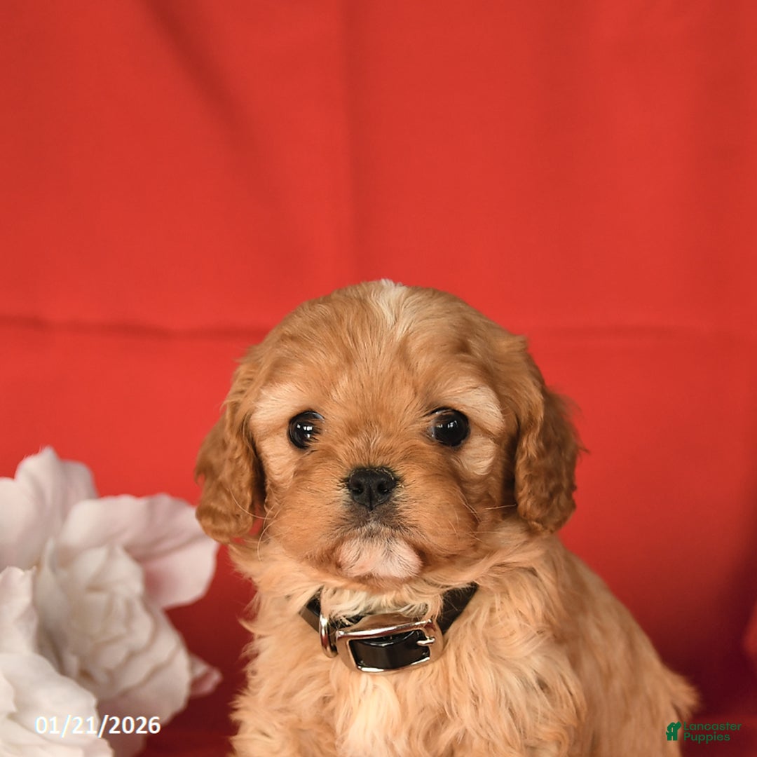 Cavapoo dogs for sale: Champ  - Ad 3
