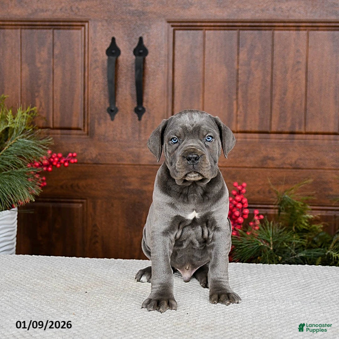 Cane Corso dogs for sale: Turbo - Ad 2
