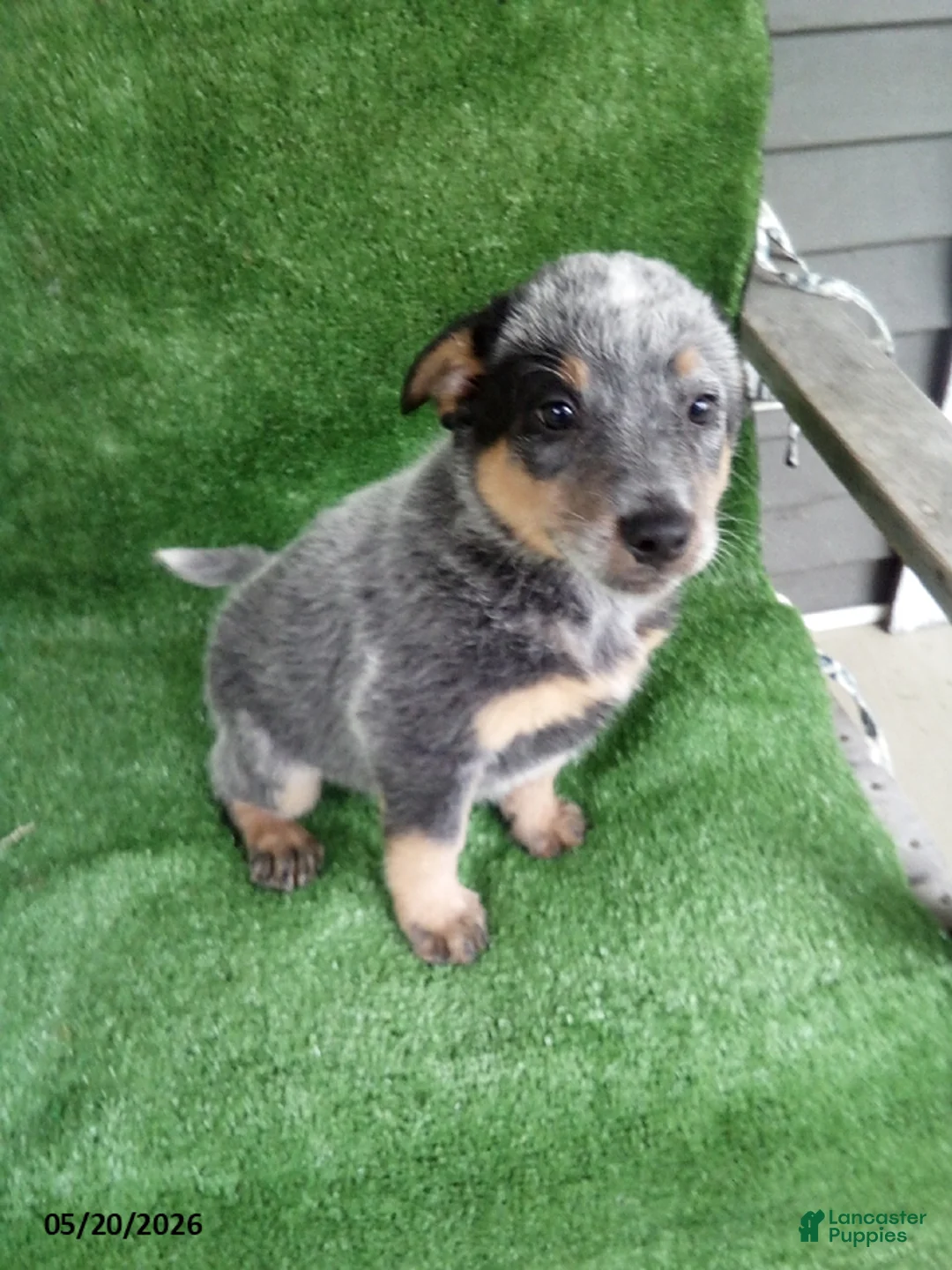 Australian Cattle Dog dogs for sale: Jerry - Ad 1