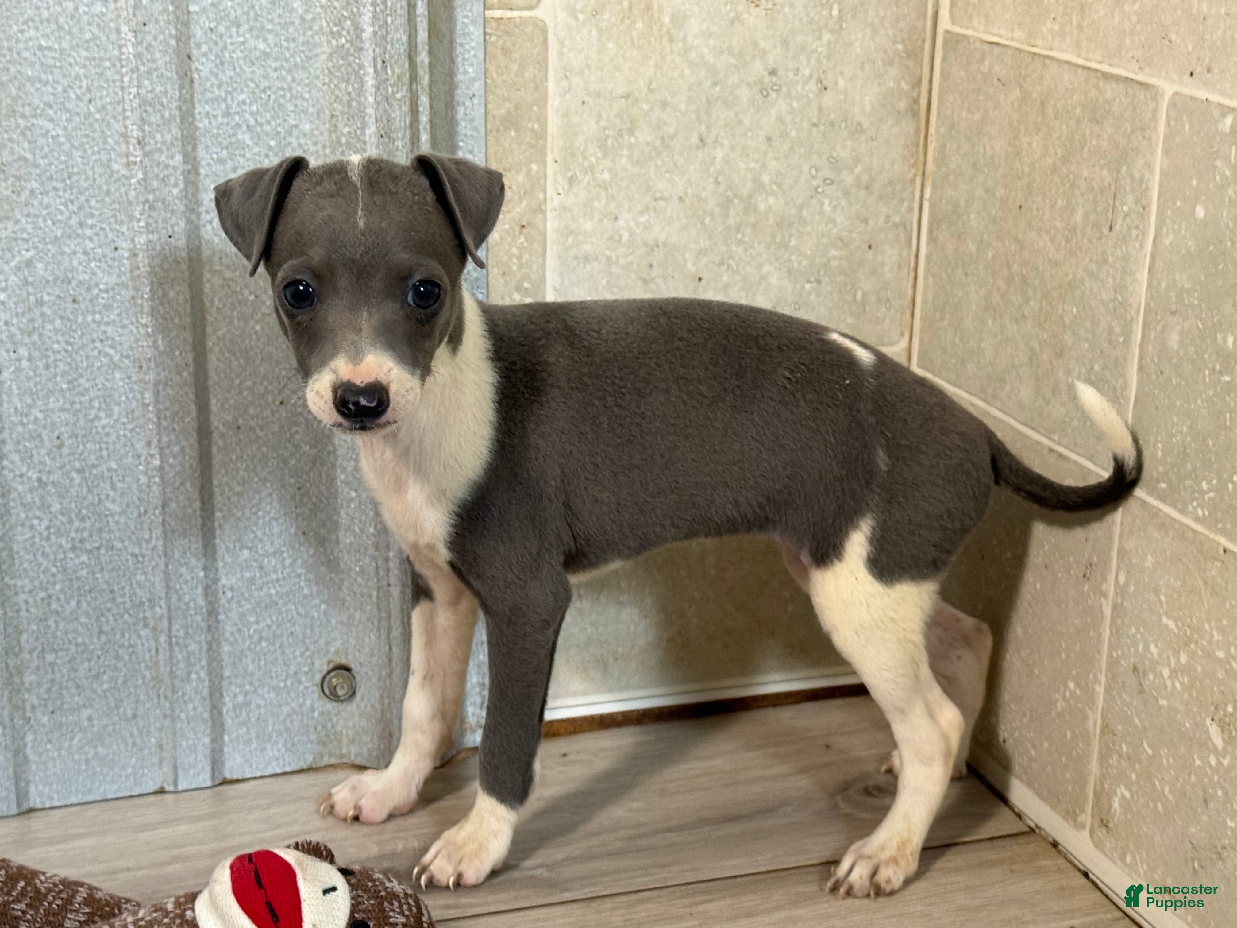 Italian Greyhound dogs Jessie - Ad 1