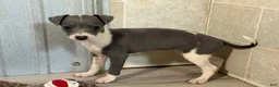 Italian Greyhound dogs for sale: Jessie - Ad 1