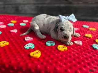 Great Dane dogs Great Dane - Blue - Ad 24