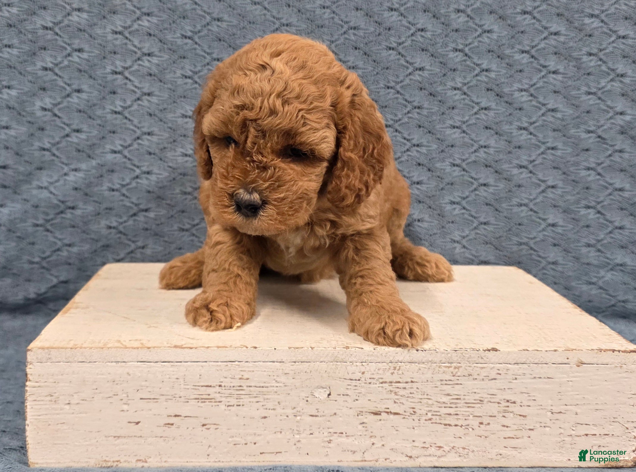 Miniature Poodle dogs Buttercup - Ad 2