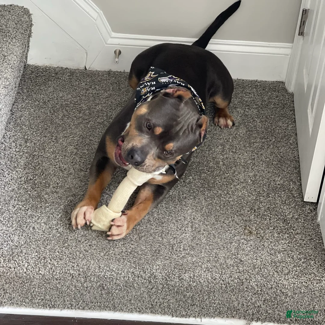 Gallery Image {{count}}