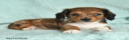 Miniature Dachshund dogs for sale: Diana - Ad 2