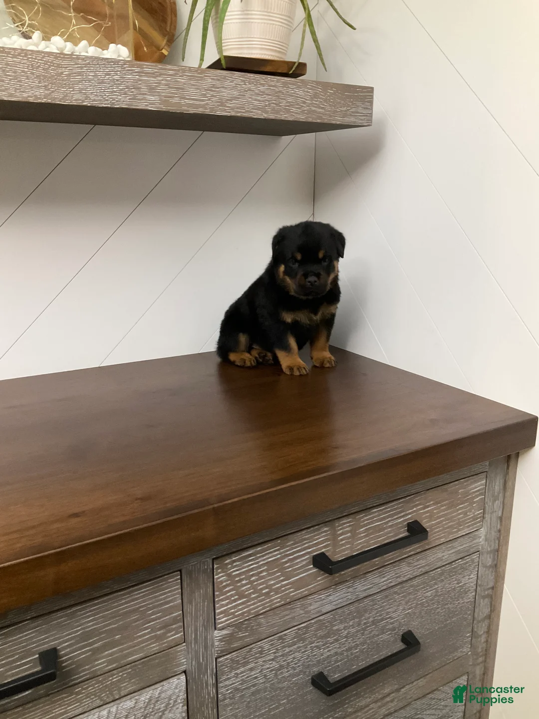 Rottweiler dogs for sale: Rottweiler Puppy 6 - Ad 6