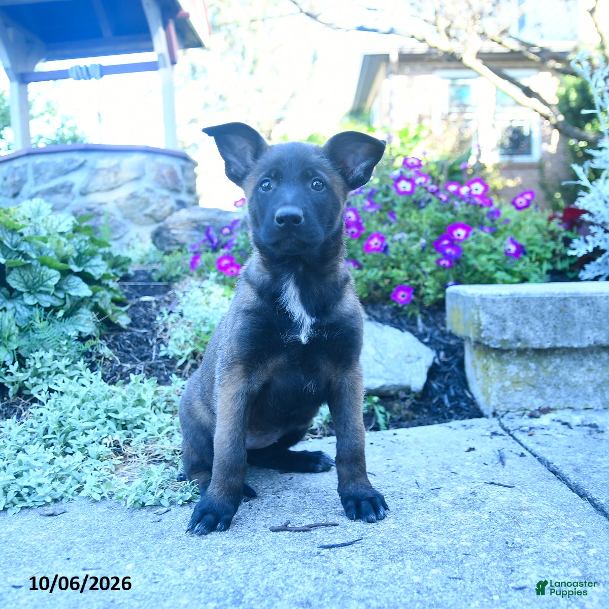 Belgian Malinois dogs Adele - Ad 2