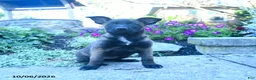 Belgian Malinois dogs for sale: Adele - Ad 2