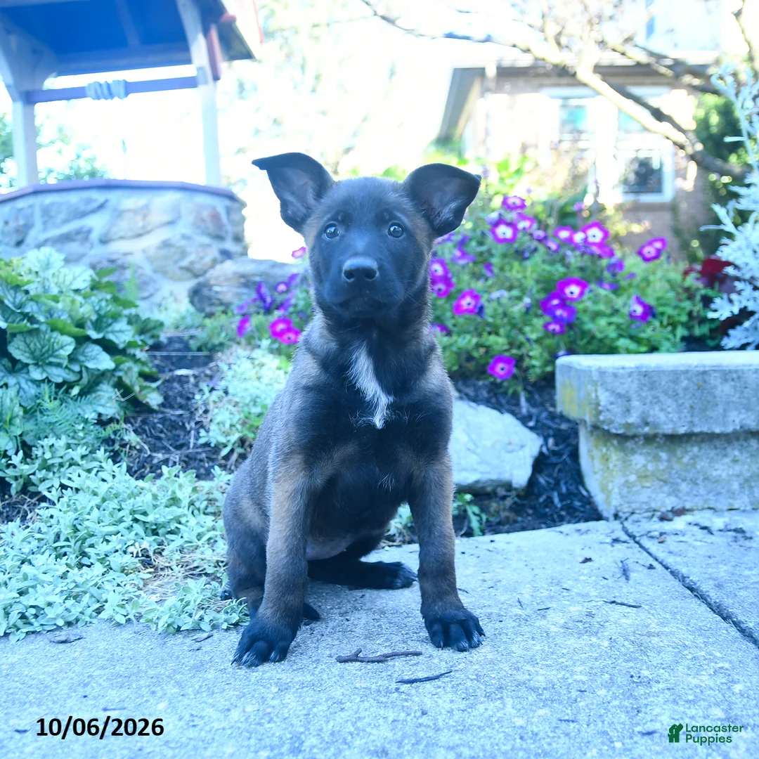 Belgian Malinois dogs for sale: Adele - Ad 2