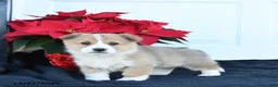 Welsh Corgi Pembroke dogs for sale: Honey - Ad 2