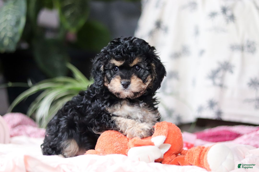 Cavapoo dogs for sale: Blaire - Ad 8