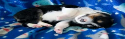 Miniature Australian Shepherd dogs for sale: Miniature Australian Shepherd 4 - Ad 10