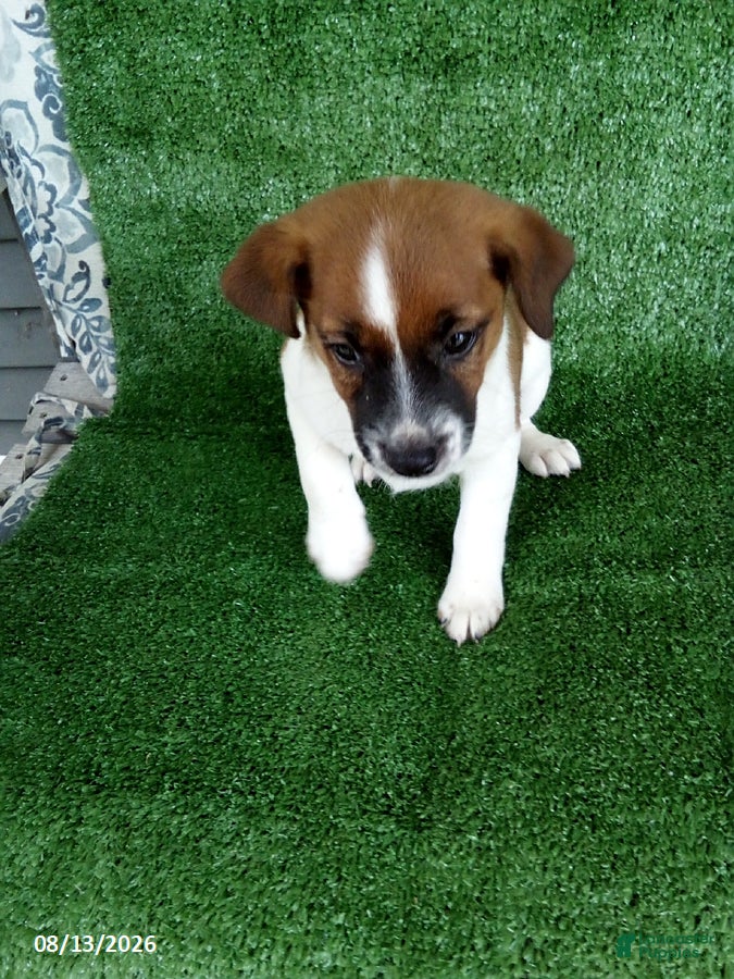 Jack Russell Terrier dogs Jack - Ad 2