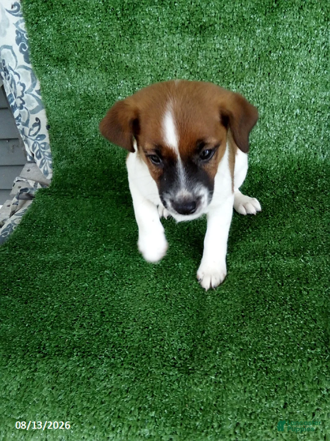 Jack Russell Terrier dogs for sale: Jack - Ad 2