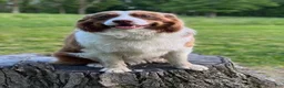 Australian Shepherd dogs for sale: Bandit - Ad 8