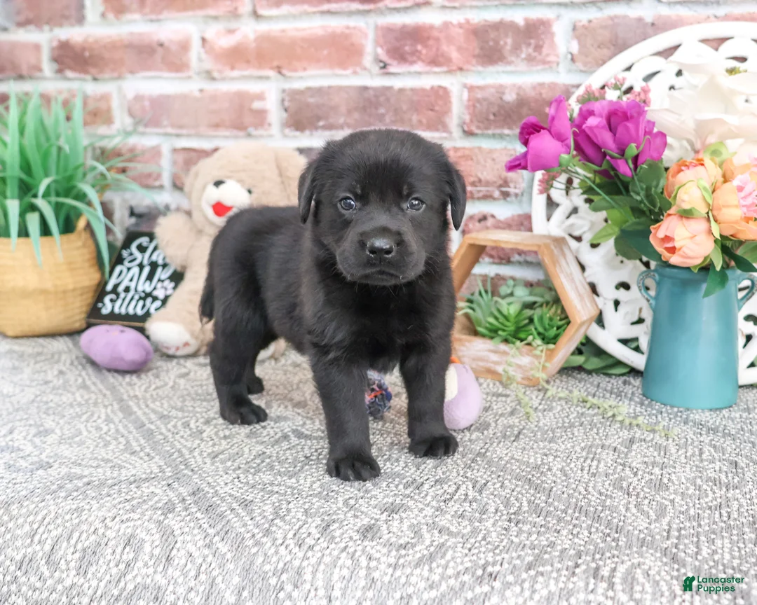 Labrador Retriever dogs for sale: Evangaline - Ad 2