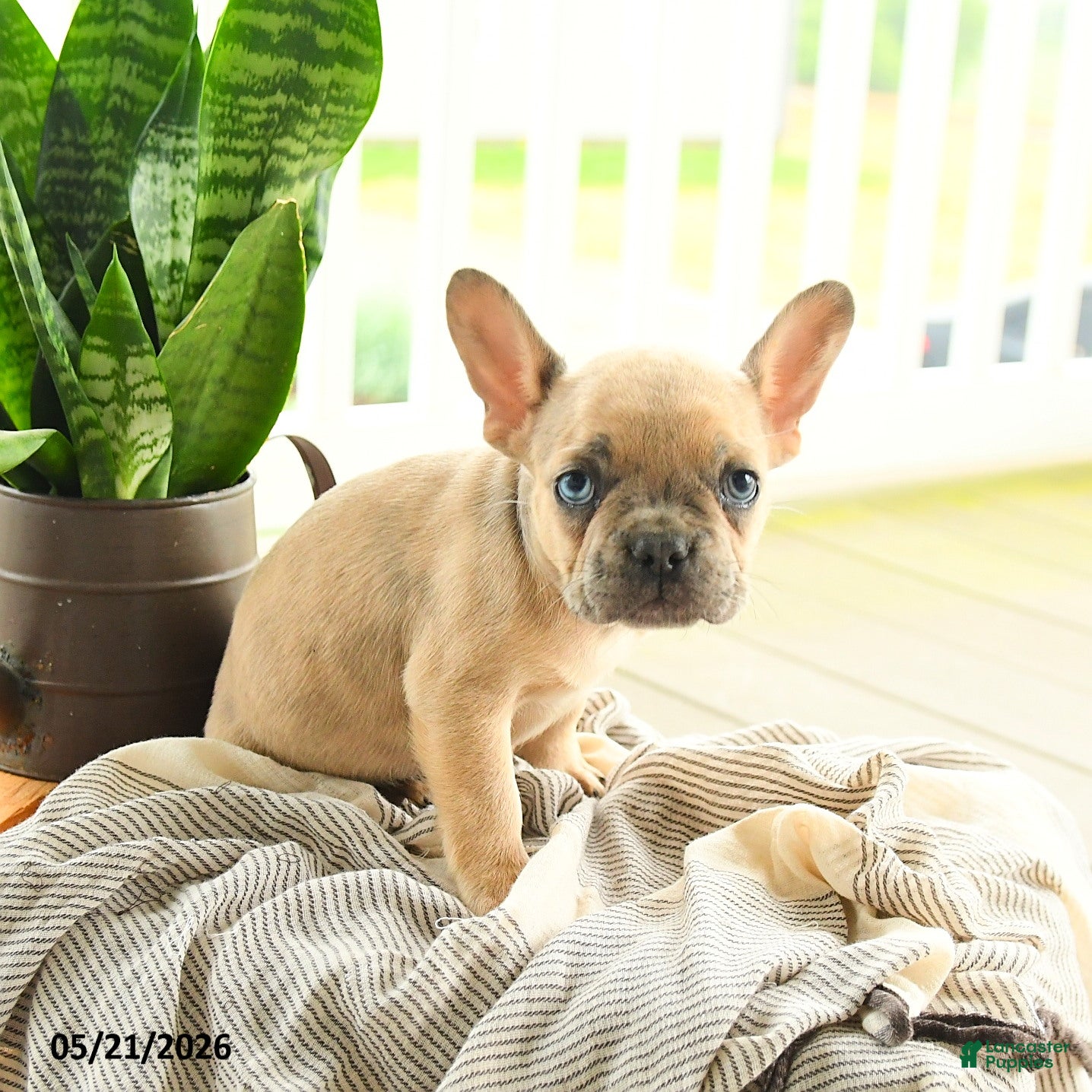 French Bulldog dogs Levi - Ad 1