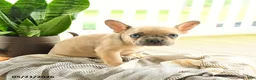 French Bulldog dogs for sale: Levi - Ad 1