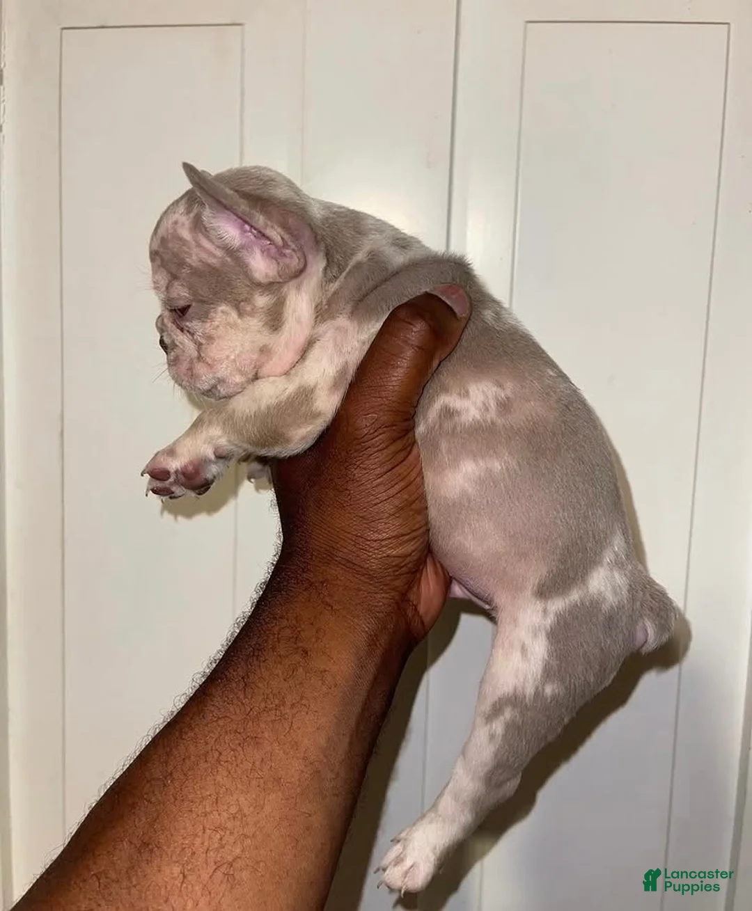French Bulldog dogs for sale: French Bulldog Puppy 8 - Ad 2