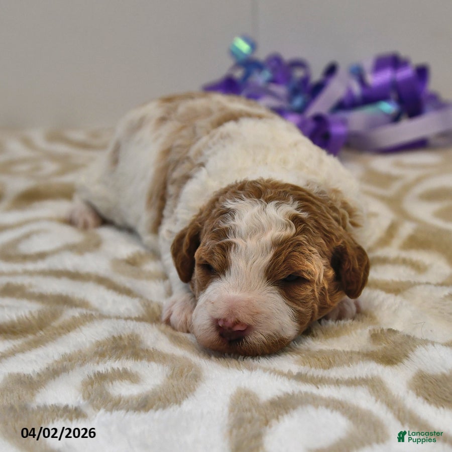 Mini Goldendoodle dogs Sassy - Ad 1