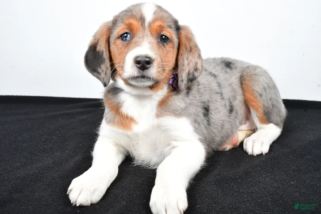 Mixed Breed dogs for sale: Twinkie - Ad 2