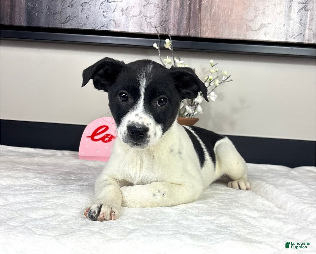 Mixed Breed dogs for sale: Kylie - Ad 1