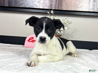 Mixed Breed dogs Kylie - Ad 16