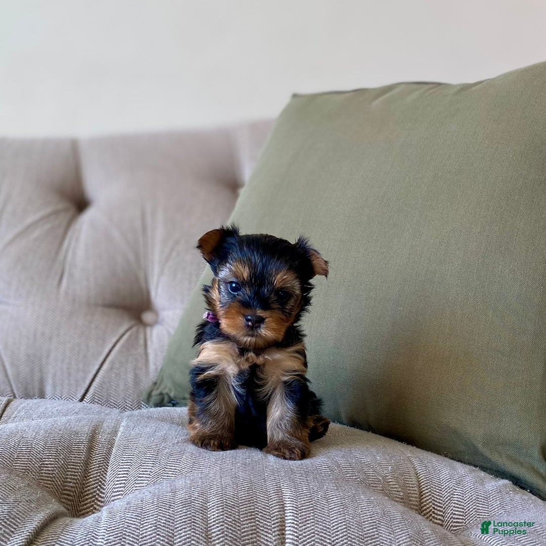 Yorkshire Terrier dogs for sale: Holly - Ad 2