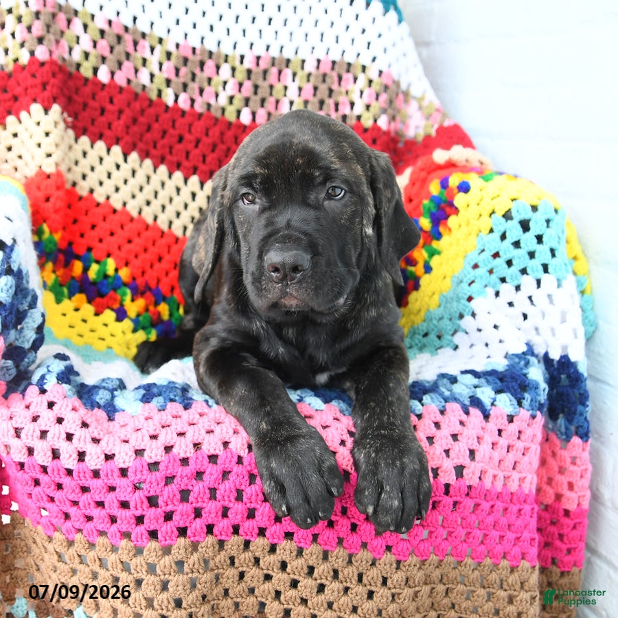 Cane Corso dogs Sadie - Ad 1