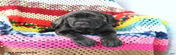 Cane Corso dogs for sale: Sadie - Ad 1