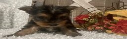 Yorkshire Terrier dogs for sale: Molly F1 - Ad 3