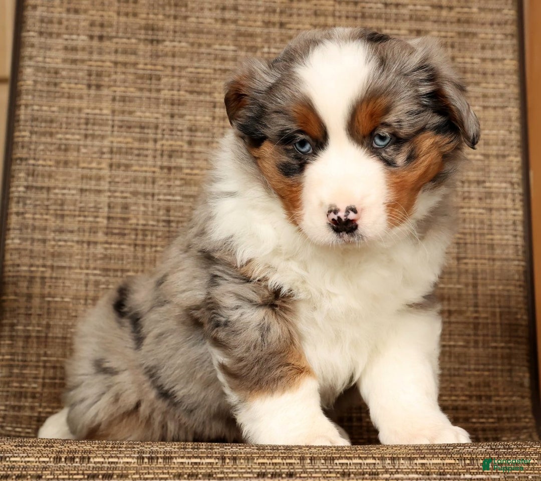 Miniature Australian Shepherd dogs for sale: Smokey - Ad 9
